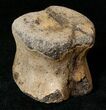 Hadrosaurid Caudal Vertebrae (Tail Bone) #15272-1